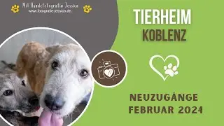 Tierheim Koblenz! Neuzugänge Februar 2024
