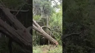 Huge tree down #shorts  #woodworking #ryobi