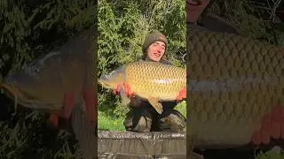 Трофейный карп на фидер - ☝🏻новое видео уже на канале! #flatfeeder #carpfishing #флэтфидер #carp