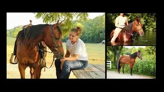 Registered Bay Missouri Foxtrotter Gaited Trail Horse For Sale