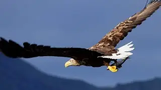 White-tailed eagle catches a fish (4K120)