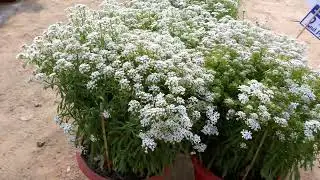 The CANDYTUFT Flower Plants