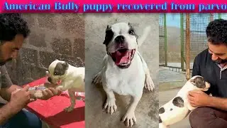 American bully puppy recovered from parvo (Asad Brohi vlog)