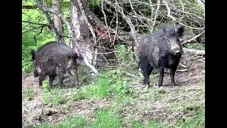 Wild bore watching