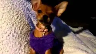 lily sings