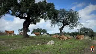 Barcarrota