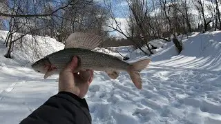 Grayling in the frost. Found one wild boar.