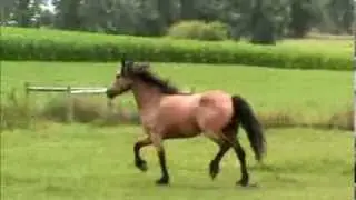 www.Friesiansporthorses.com  WHAT DREAMS ARE MADE OF!  7 YEAR OLD Friesian buckskin