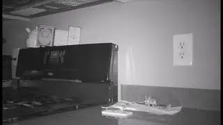 Mouse gets itself out of mousetrap