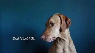 Silent Dog Vlog #1