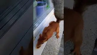 Дуся взяла орех и убежала со Стёпой#2024#squirrel#animals#белка