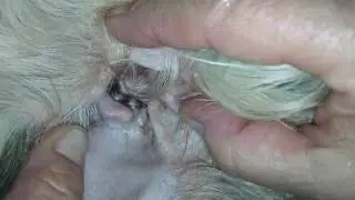 My poor dog has ear infection
