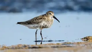 Birding in Maagan Michael - Part 2 - צפרות במעגן מיכאל חלק 2