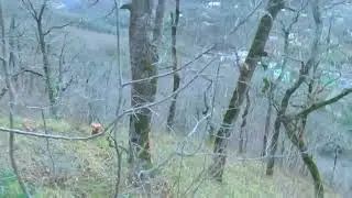 Охота на вяхиря Агой 10.01.2024