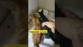 Taburcu olacak iki yavru klinik ödeme istiyor bir sürü Hasta can tedavide 2 tanesi Fip yetişemiyorum