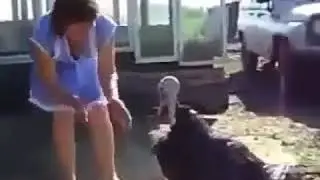 Индюк танцует лезгинку