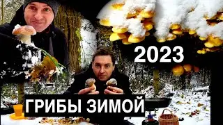 БЕЛЫЕ ГРИБЫ ЗИМОЙ 2023
