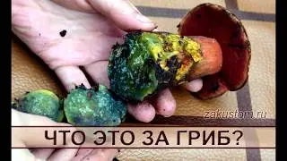 What kind of mushroom is this? An edible oak boletus or a poisonous satanic mushroom?