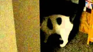 Killing Frenzy (starring the Evil Kitty)