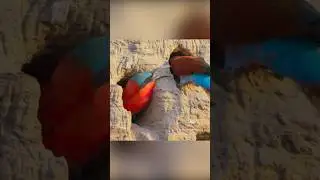 Гнезда на краю. Выживание и угрозы для карминных щурок
