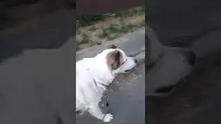 Алабай Булат желает Мишке доброй ночи