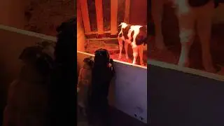 Любопытные😁
