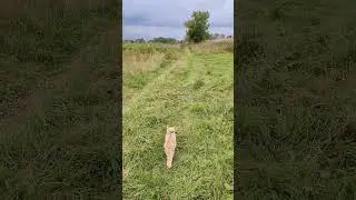 Кот идёт по дороге