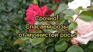 🥀❗️Срочно!Спасаем розы от мучнистой росы!