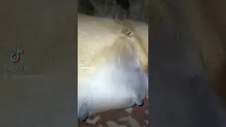 #немецкийбоксёр#шевеления малышей/ ждём пополнения/