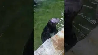 Нерпа #aquarium #shortvideo #shorts #short