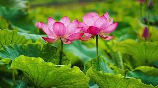 Imágenes de Flores Lindas