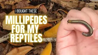 Meet My New Bumblebee Millipedes (I have big plans!)