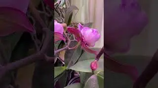 Орхидеи приносят волшебство в наши дома🪄🧚