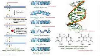 pyrimidine dimers mutation ultraviolet light molecular biology