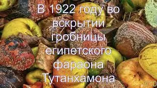 Интересные факты о плесени