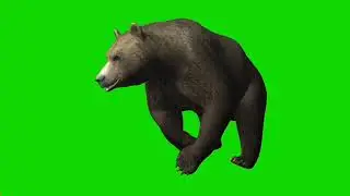 Bear Green screen ! Green screen background bear ! Bear running right turn green screen background