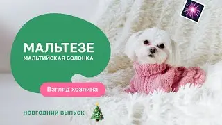 Maltese: All About the Breed, Pros and Cons - NEW YEAR'S EDITION of the show 