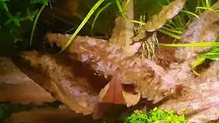 Planted Tank - Wetdream
