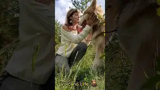 Телесериал Вулкана жизнь 😅 серия 1 #alaskanmalamute #россия #путешествия