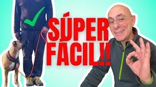 Cómo ENTRENAR PERRO para que NO TIRE JALE de la CORREA (100% EFECTIVO)