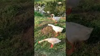 Loveliest Three (Geese) Musketeers ❤️❤️❤️ | Goose Animal