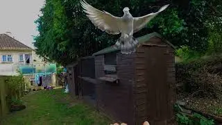 Pigeon slow motion flying...