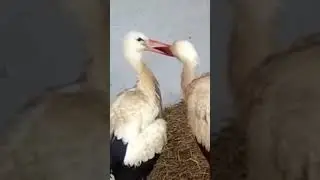#animals