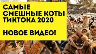 Самые смешные коты ТикТок 2020 Свежая подборка | Коты Тик Тока | Смешные котики 2020