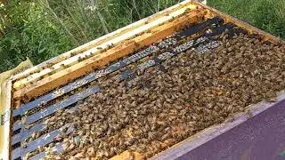 bee inspection may 15, 2021 K&D