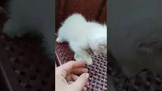 Кошечка Сноу-шу