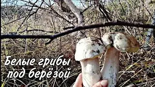 Кинбурнская коса. Встретили барсука, собираем белые грибы, маслята, зеленушки, говорушки.