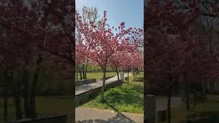 Словения. Любляна