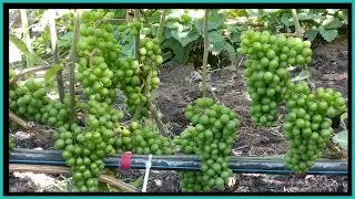 Why remove leaves near bunches of grapes?