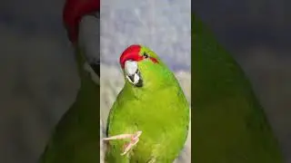 Kakariki - Spring FUN